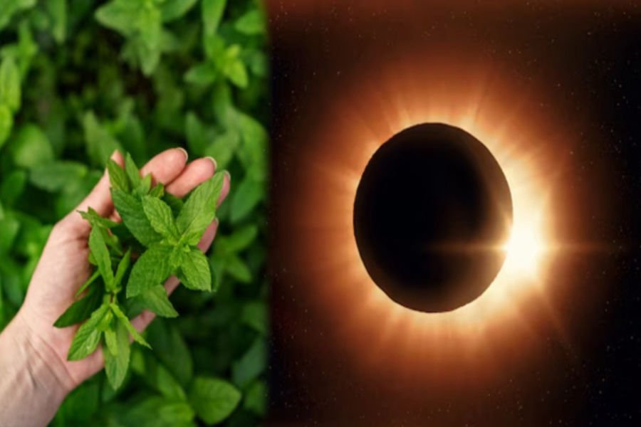 Chandragrahan Tulsi Patta : ग्रहण के सूतक काल में पानी और भोजन में डाली गई तुलसी का क्या करें? इसे खाना शुभ या अशुभ?